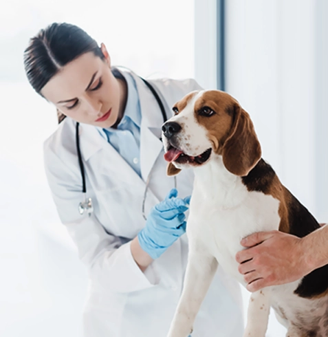 Demirköprü Veteriner